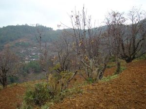 拉坪自然村 拉坪自然村