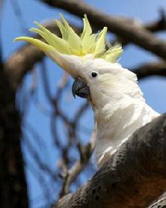 葵花鳳頭鸚鵡 葵花鳳頭鸚鵡