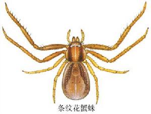 條紋花蟹蛛 條紋花蟹蛛