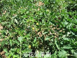 巴番1號 巴番1號