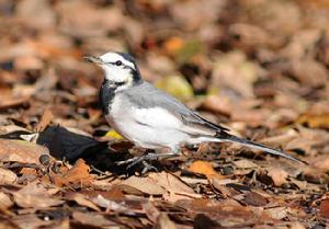 白鶺鴒黑背眼紋亞種 白鶺鴒黑背眼紋亞種