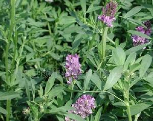 （圖）雲峽河回族鄉
