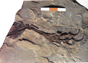 川州孔子鳥 川州孔子鳥