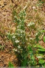 藏獐牙菜 藏獐牙菜