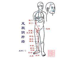 肝臟保健 肝臟保健