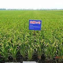 鹽粳7號 鹽粳7號