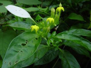 毛玉葉金花 毛玉葉金花