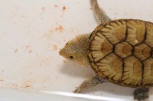 無背甲目 無背甲目