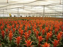 牟家蔬菜標準園