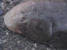 短吻紅舌鰨 短吻紅舌鰨