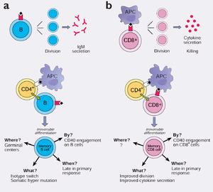 （圖）CD8 細胞和B 細胞的記憶