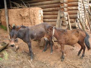 雜臘坡自然村畜牧業