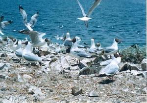 班公湖國家森林公園