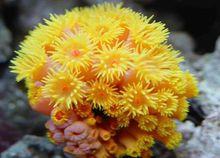 太陽花珊瑚