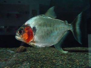 德古拉魚 德古拉魚