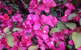 勒杜鵑花 勒杜鵑花