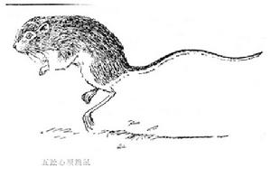 五趾跳鼠