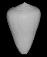 陀螺芋螺 陀螺芋螺