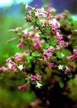 蒙自野丁香 蒙自野丁香