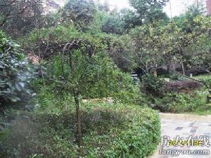 金昌花園 金昌花園