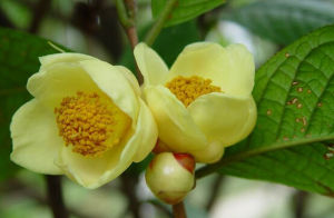 凹脈金花茶 凹脈金花茶