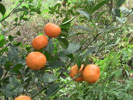 道縣野桔 道縣野桔