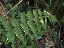 胎生蹄蓋蕨 胎生蹄蓋蕨