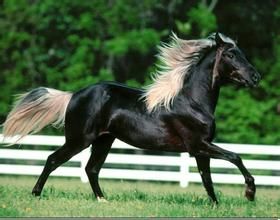 歇特蘭小馬 歇特蘭小馬