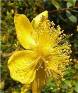 北栽秧花 北栽秧花