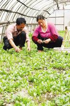 馬蘭頭大棚培植