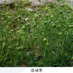 高山漆姑草屬 高山漆姑草屬