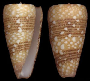 勝利芋螺 勝利芋螺