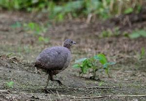 烏德宗瓦山林鶉屬 烏德宗瓦山林鶉屬