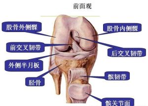 膝關節的解剖圖