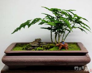 矮生文竹 矮生文竹