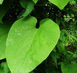 小南木香 小南木香