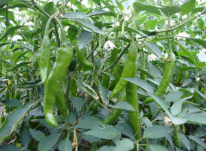 永安雞爪椒 永安雞爪椒