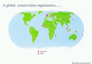 濕地國際