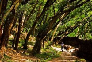 沙灣滴水岩森林公園