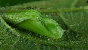 黑丸灰蝶 黑丸灰蝶