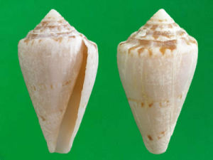 卡梅芋螺 卡梅芋螺