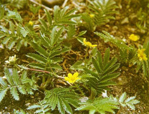 西藏委陵菜 西藏委陵菜