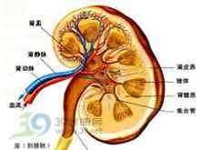 高胺基酸尿症 高胺基酸尿症