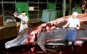 日本重啟商業捕鯨 