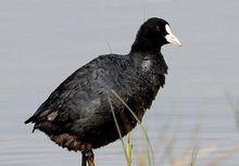 白骨頂雞指名亞種