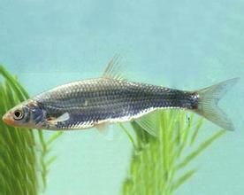 擬赤梢魚 擬赤梢魚