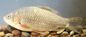 多齒異非鯽 多齒異非鯽