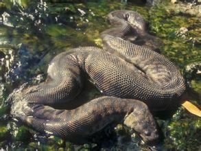 阿拉佛拉瘰鱗蛇