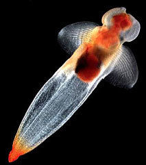 擬海若螺 擬海若螺