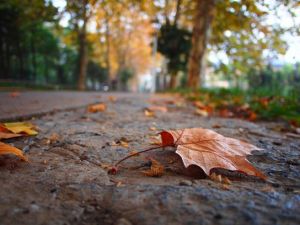 梧桐一葉落 梧桐一葉落